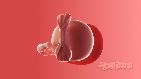 ৫ম সপ্তাহের শিশু